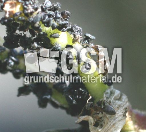 Blattlaus-Ameisen-B1.jpg